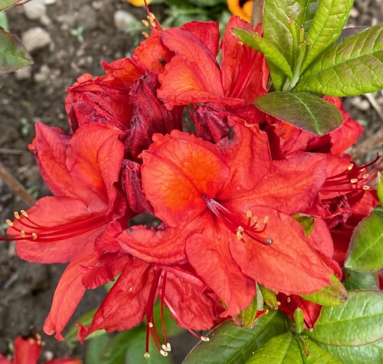 Azalee ‘Nabucco’ – Eigenschaften, Pflege, Widerstandsfähigkeit und Verwendung im Garten