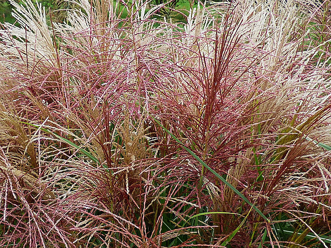Chinaschilf ‚Polonus‘ Die außergewöhnliche Miscanthus-Neuheit für moderne Gärten
